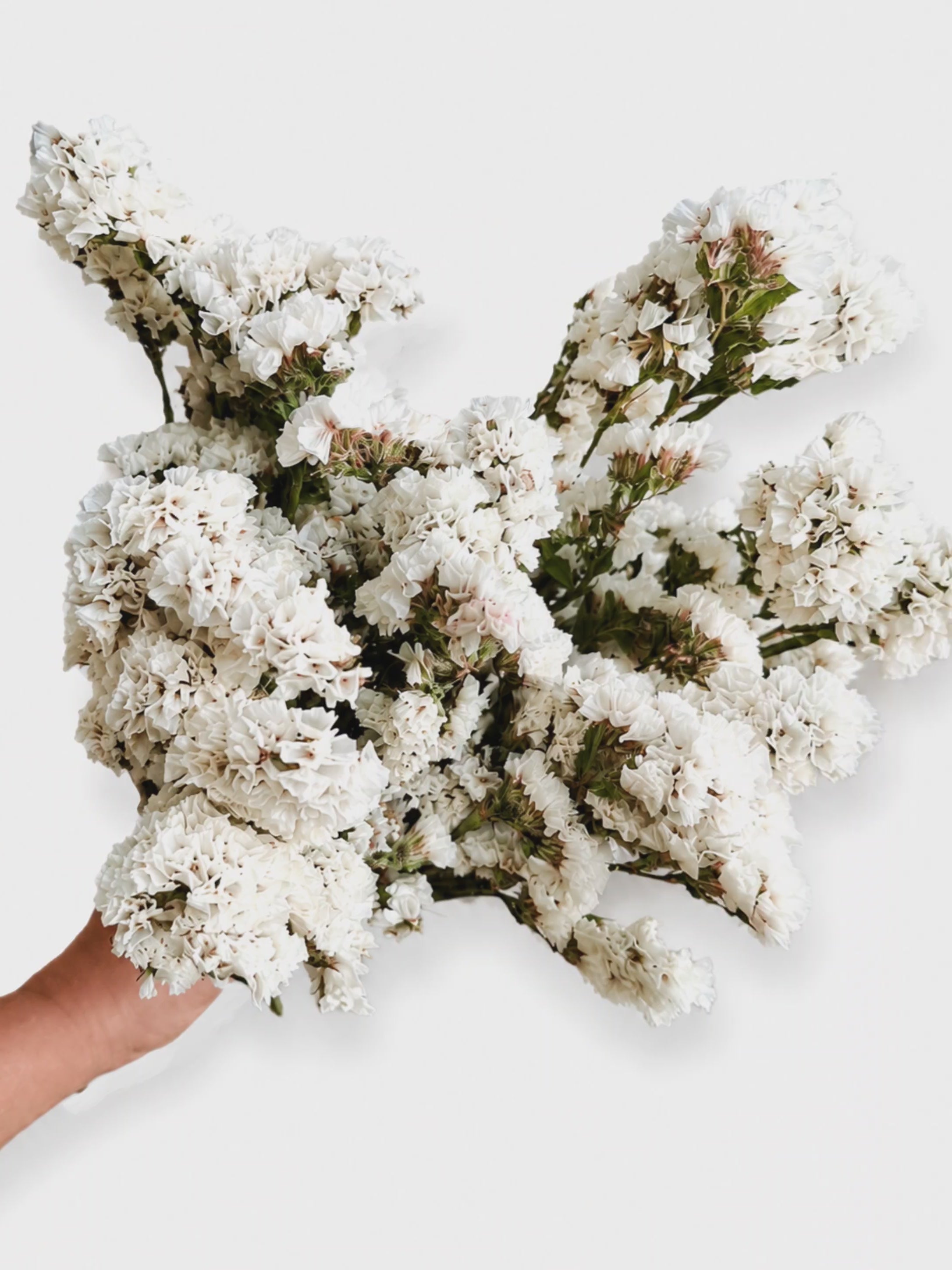 White Statice Stems