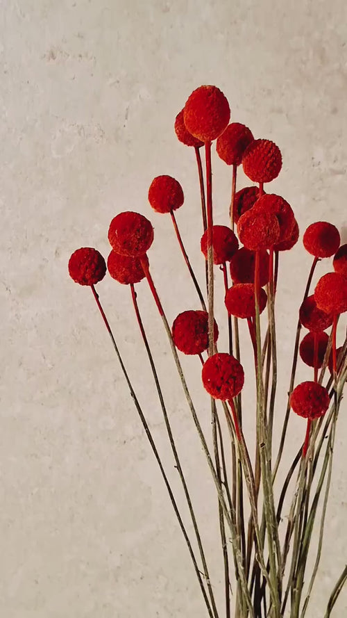 Dried Craspedia Stems Bright Red Billy Buttons | Dyed Dried Flowers | Floristry Supply | DIY Craft Flowers | 15 Stems