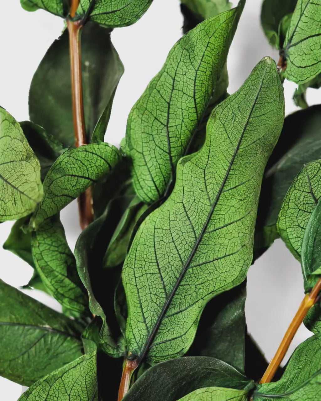 Preserved Green Foliage Branches