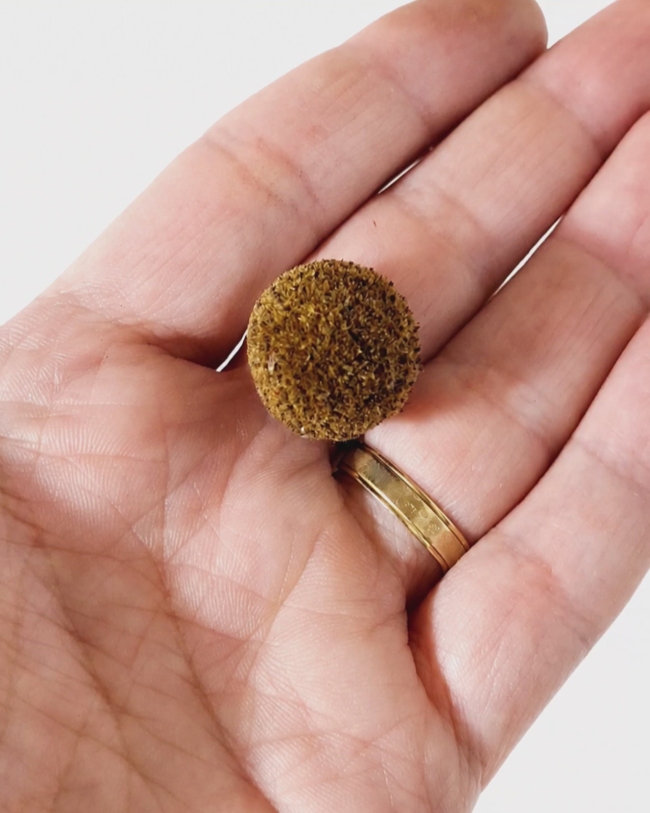 Light Brown Craspedia Stems