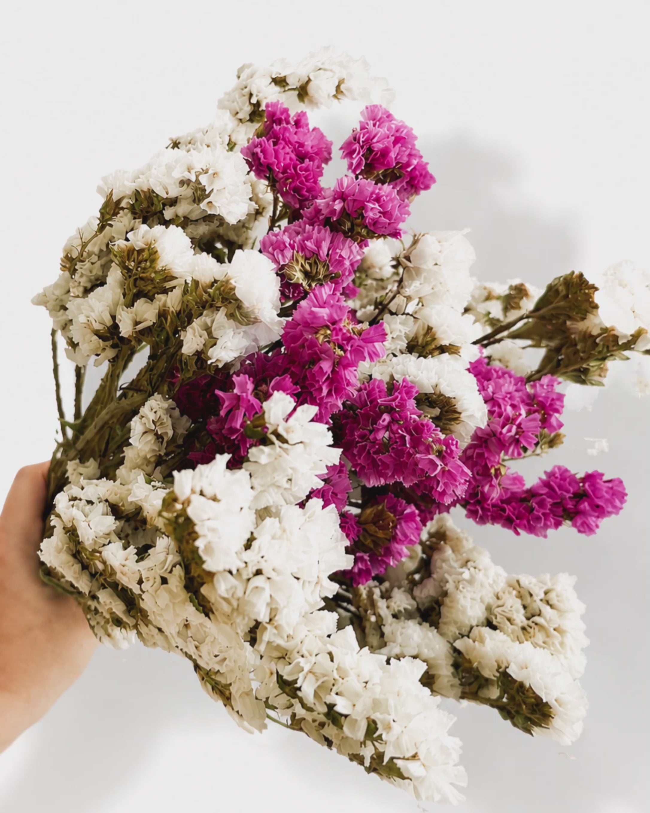 Pink and White Dried Statice Bunch