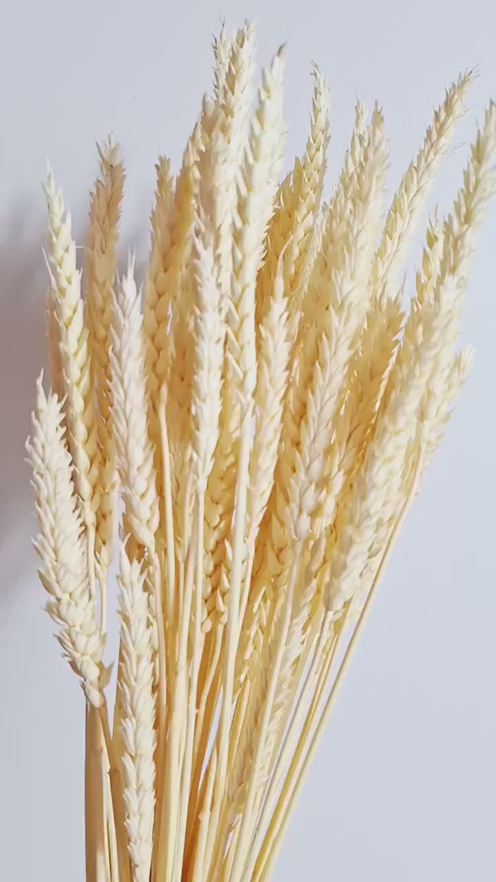 Bleached Wheat Stems Ivory | Preserved Wheat Stems | Floral Supply | Craft Flowers