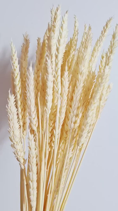 Bleached Wheat Stems Ivory | Preserved Wheat Stems | Floral Supply | Craft Flowers