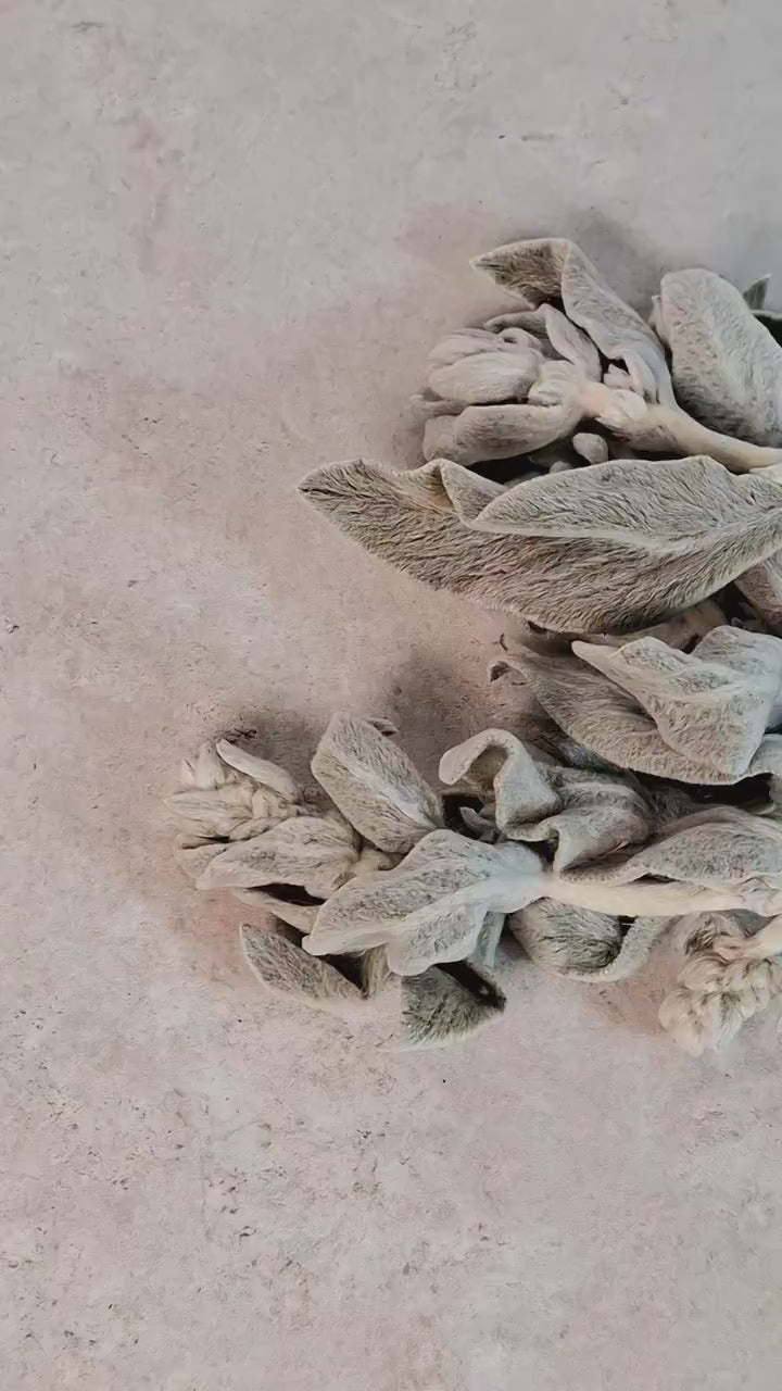 Preserved Lamb's Ear Stems | Silver Stachys Dried Foliage | Botanical Stems | Florist Supply