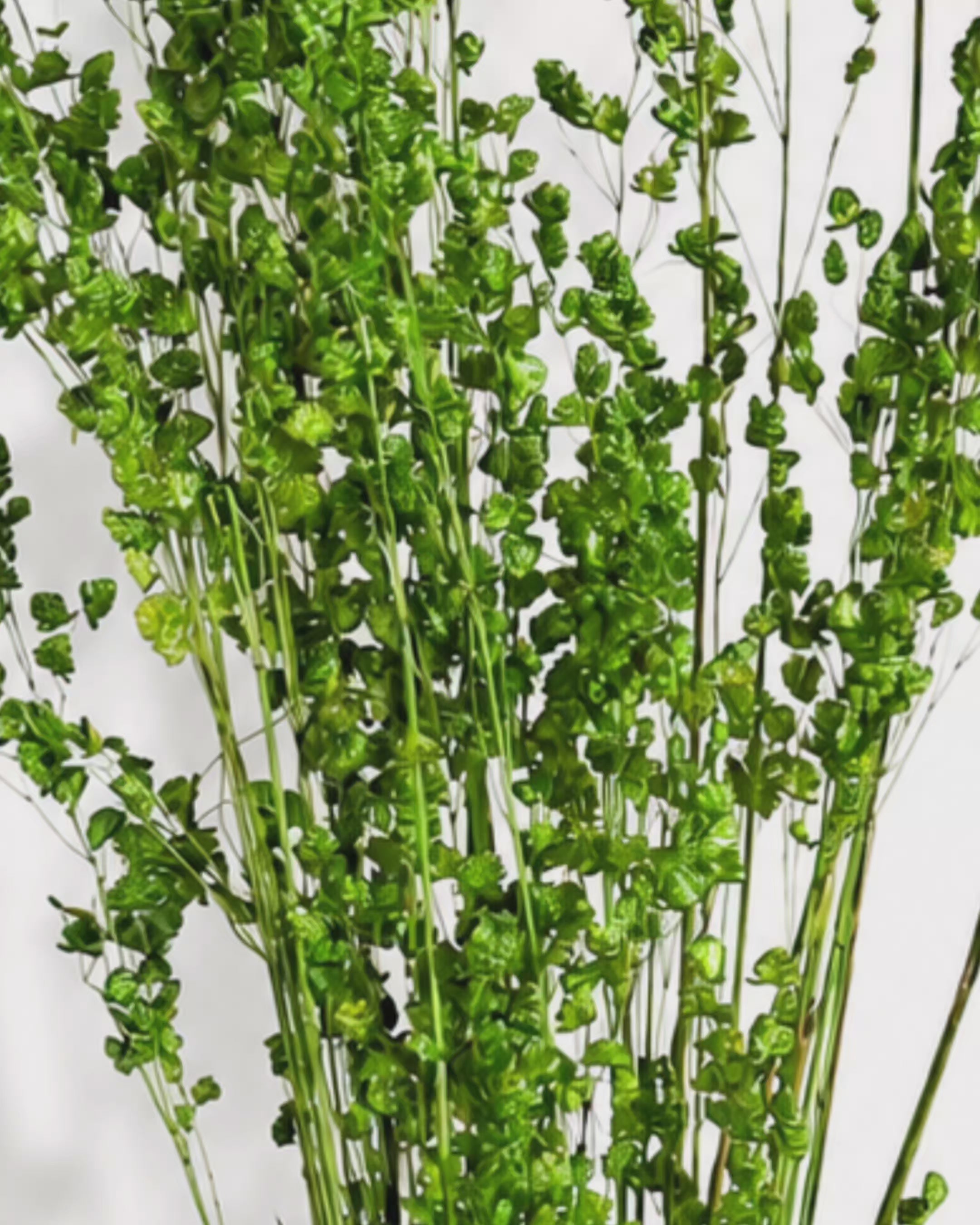 Dried Briza Grass Stems