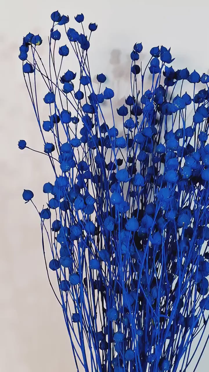 Electric Blue Dried Flax Stems | Preserved Flax Bundle | Blue Dried Flowers | Florist Supply | Dried Botanical Stems