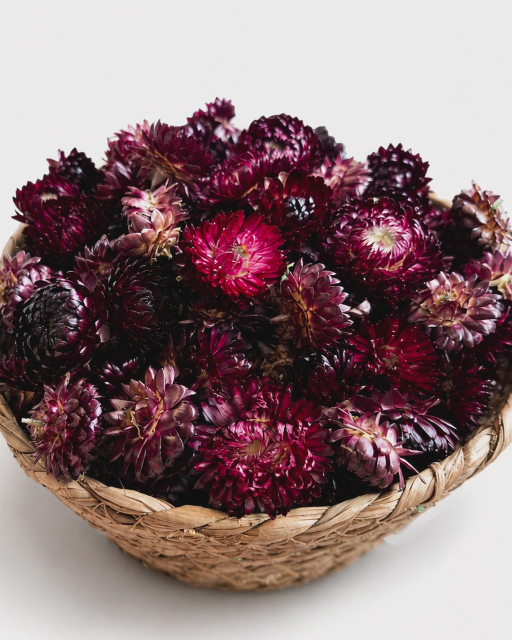 Dried Burgundy Helichrysum Flower Heads - Dark Red Strawflowers
