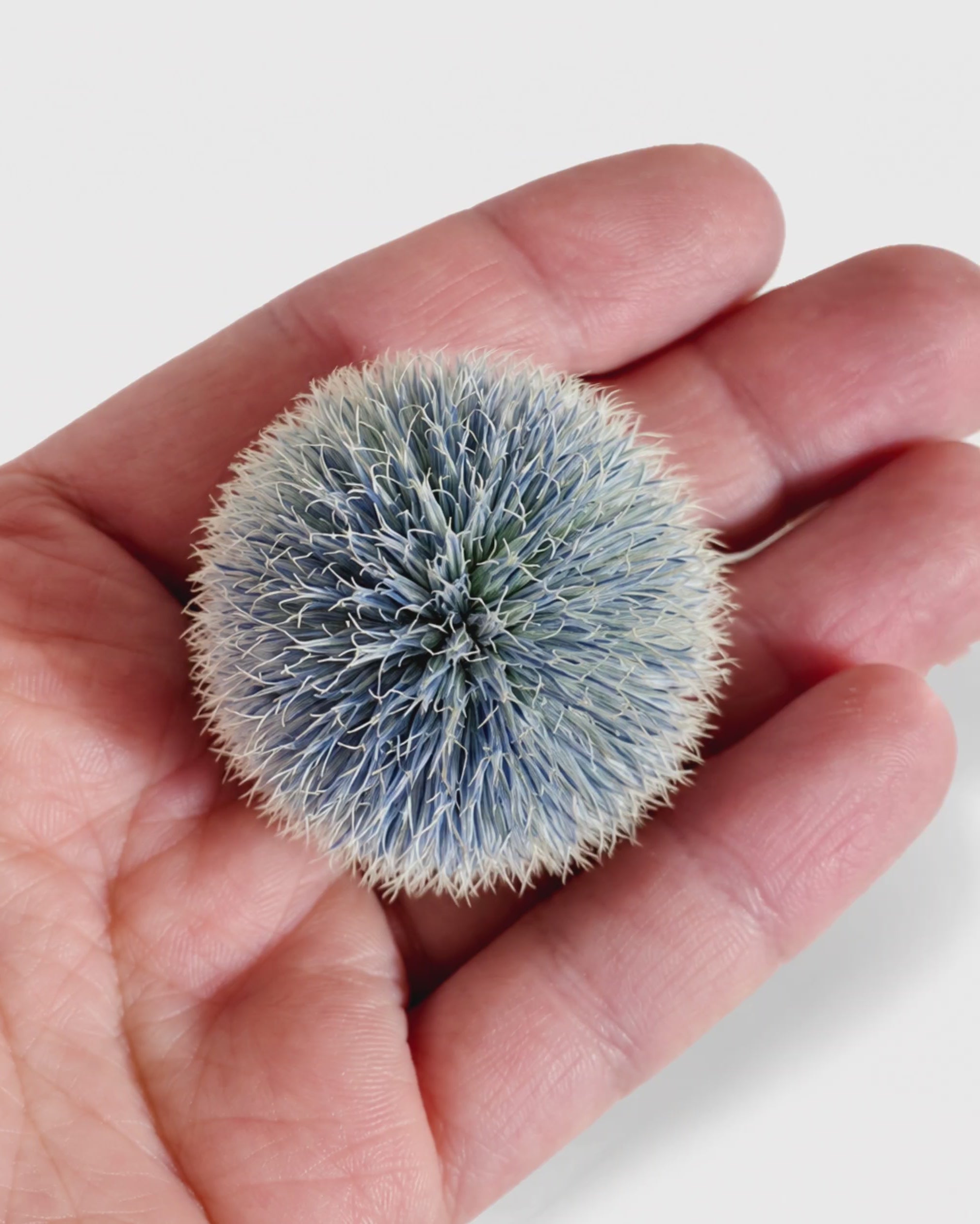 Blue Echinops Stems