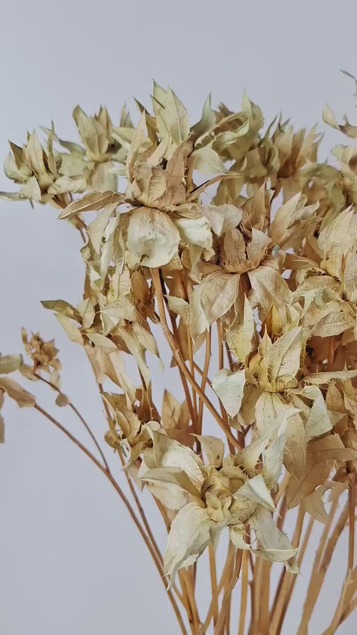 Dried Safflower Stems | Beige Sage Dried Flowers | Stabilized Florist Supply | Craft Flowers