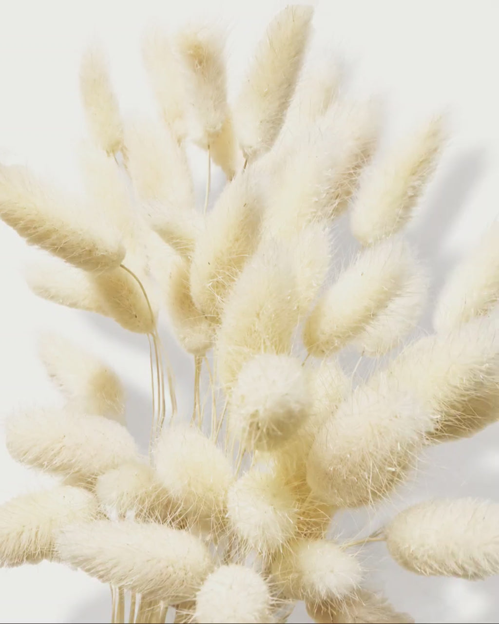 Preserved Bleached Lagurus Stems - Medium Bunny Tails