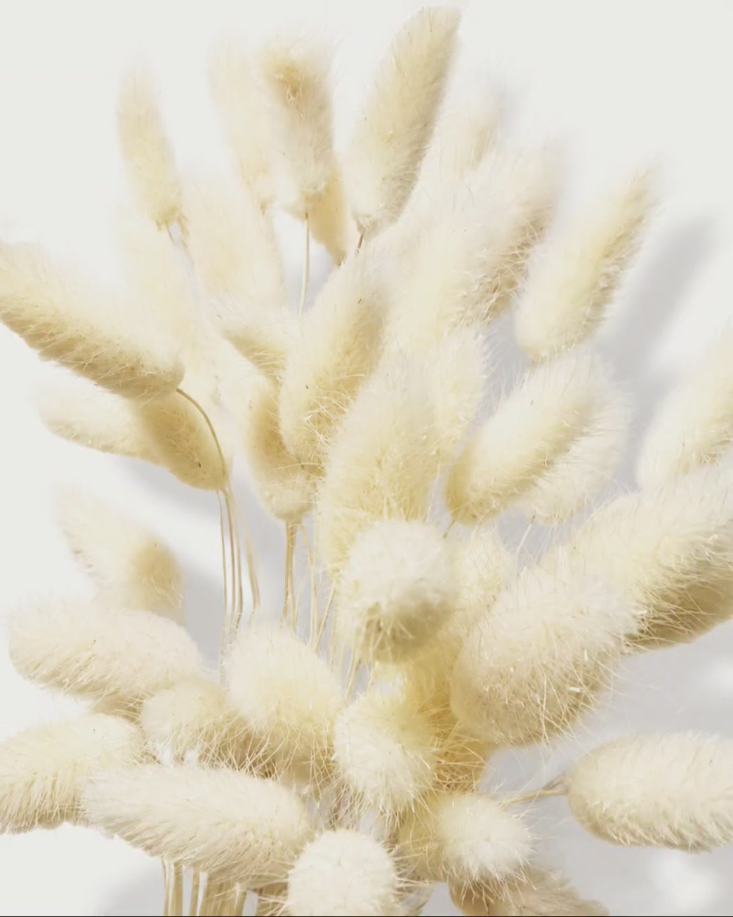 Preserved Bleached Lagurus Stems - Medium Bunny Tails