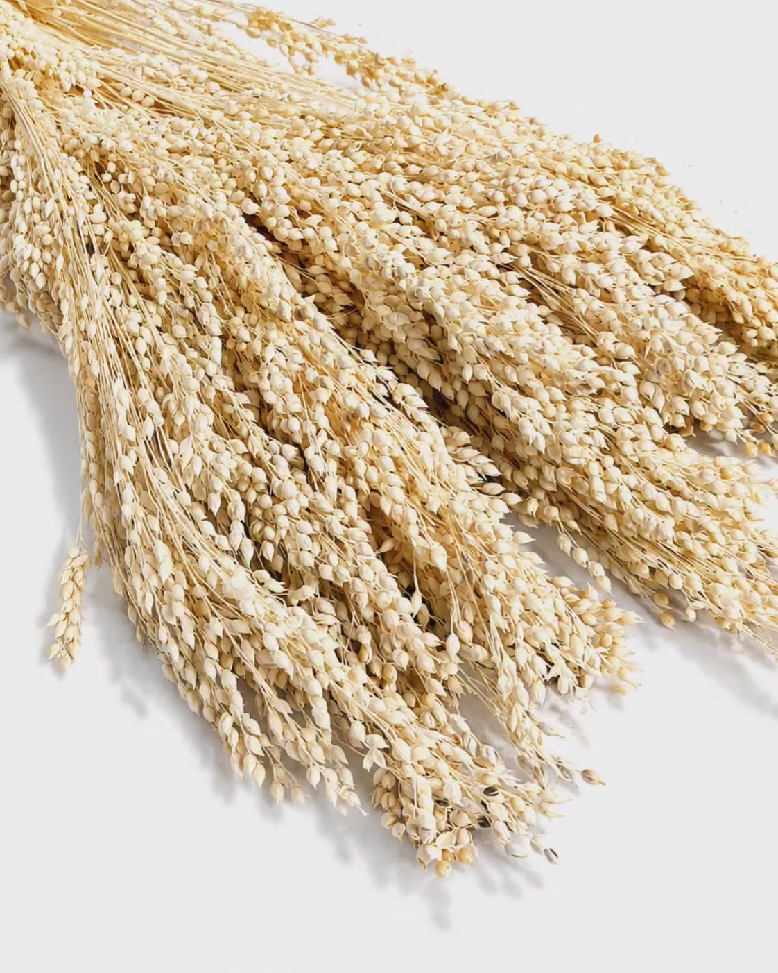 Preserved Bleached Proso Millet Stems - Cream Broomcorn
