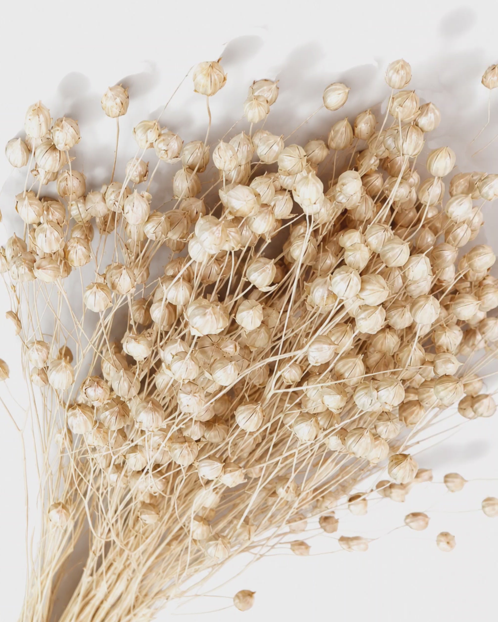 Pearl Dried Flax Stems