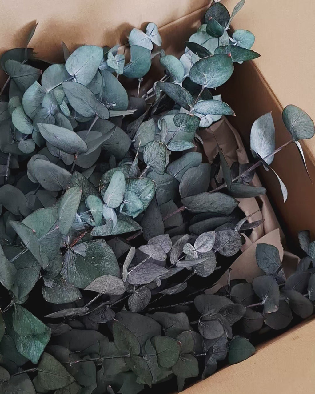 Preserved Eucalyptus Cinerea Stems
