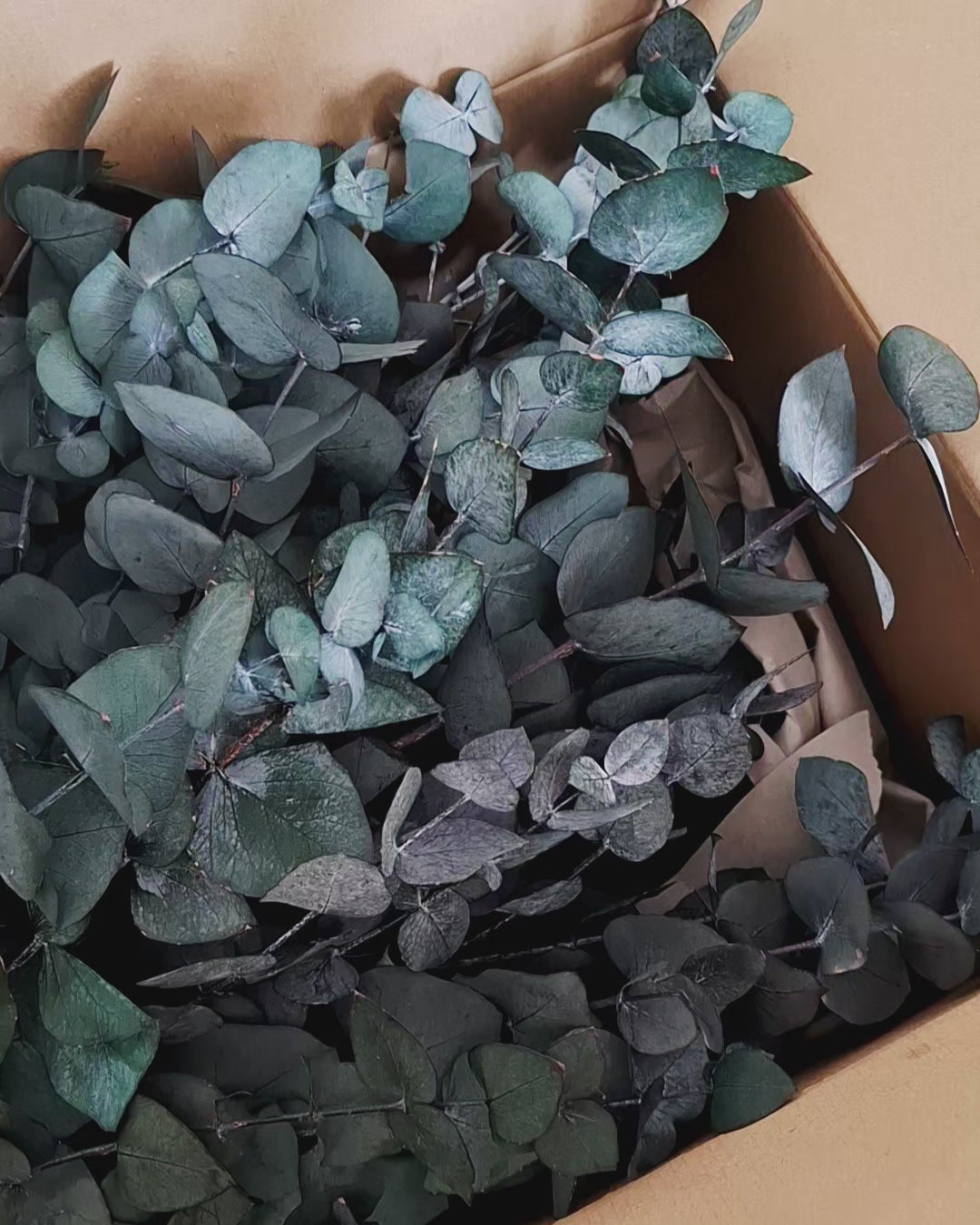 Preserved Eucalyptus Cinerea Stems