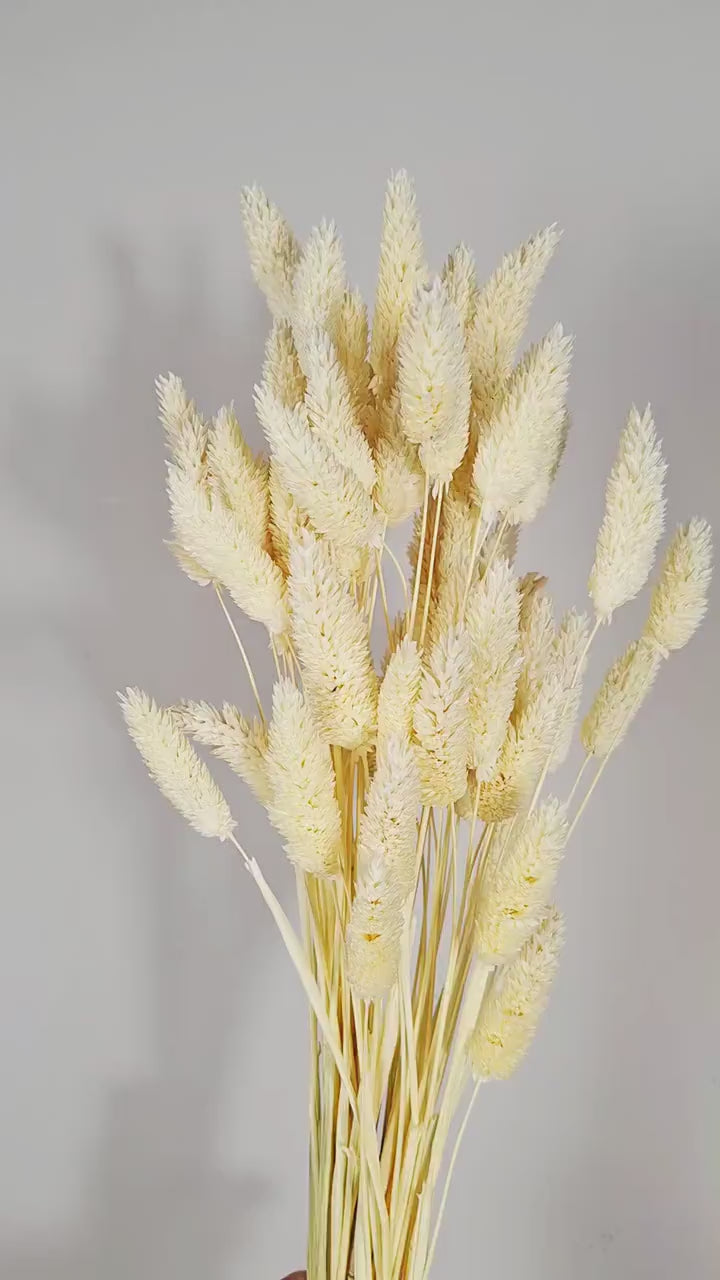 White Phalaris Stems | Bleached Dried Flowers | Florist Supply | Dried Flower Stems | DIY Floral Craft
