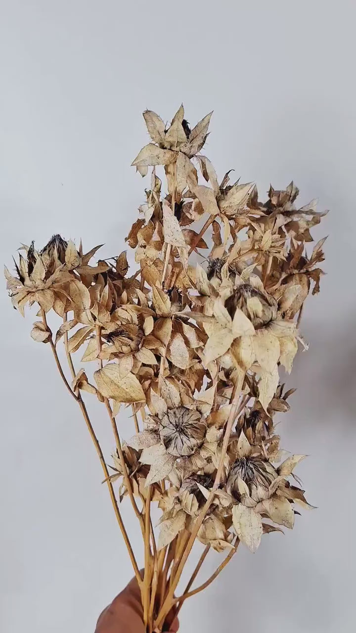 Stabilized Safflower Stems | Ivory Dried Saffron Flowers | Florist Supply | Botanical Material | DIY Floral Craft