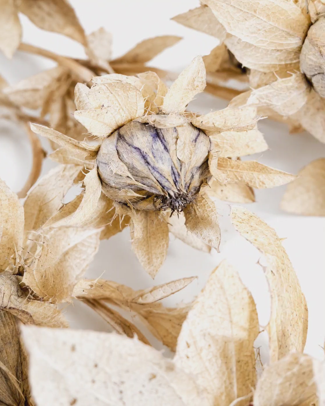Preserved Ivory Safflower Stems