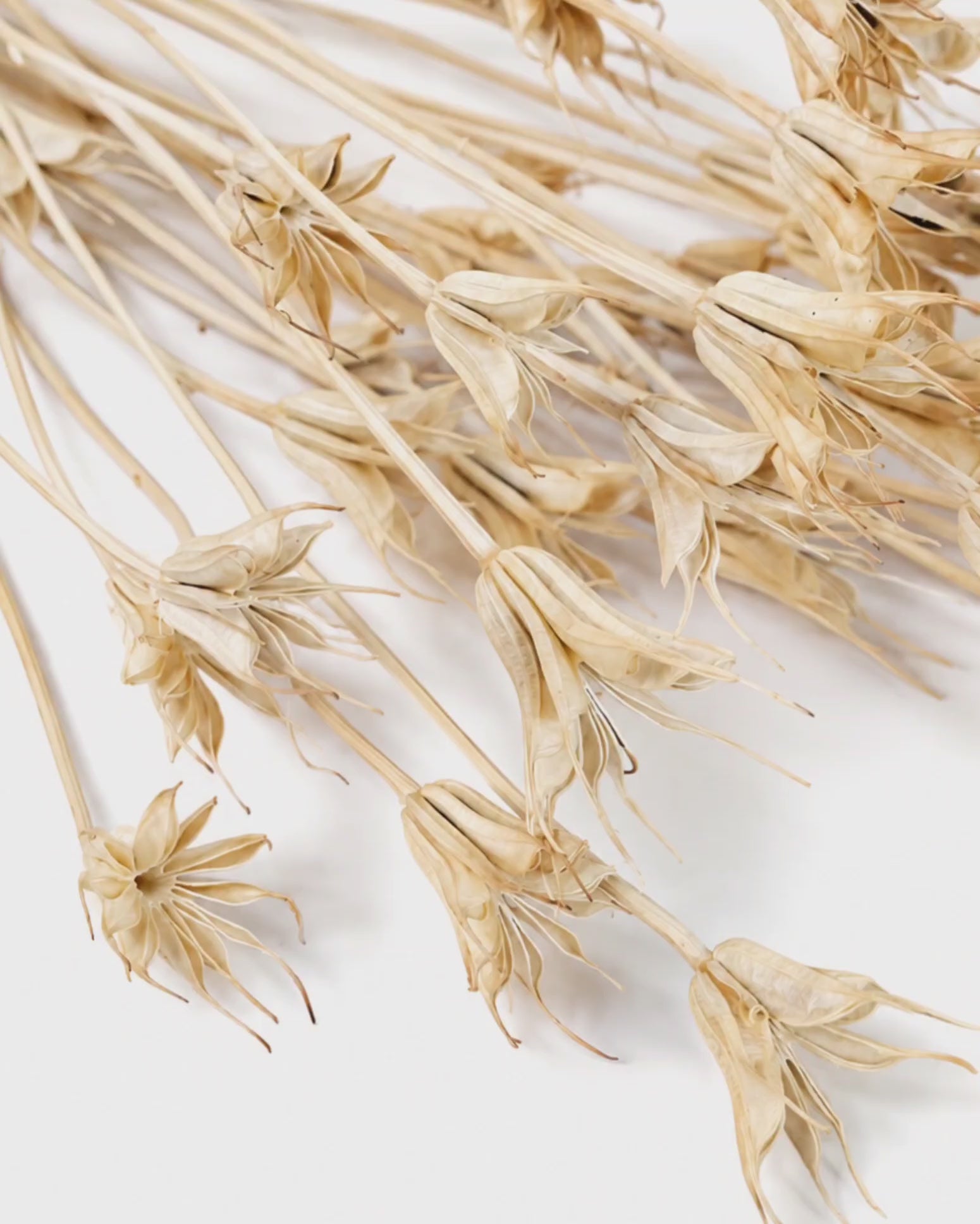Natural Nigella Pods