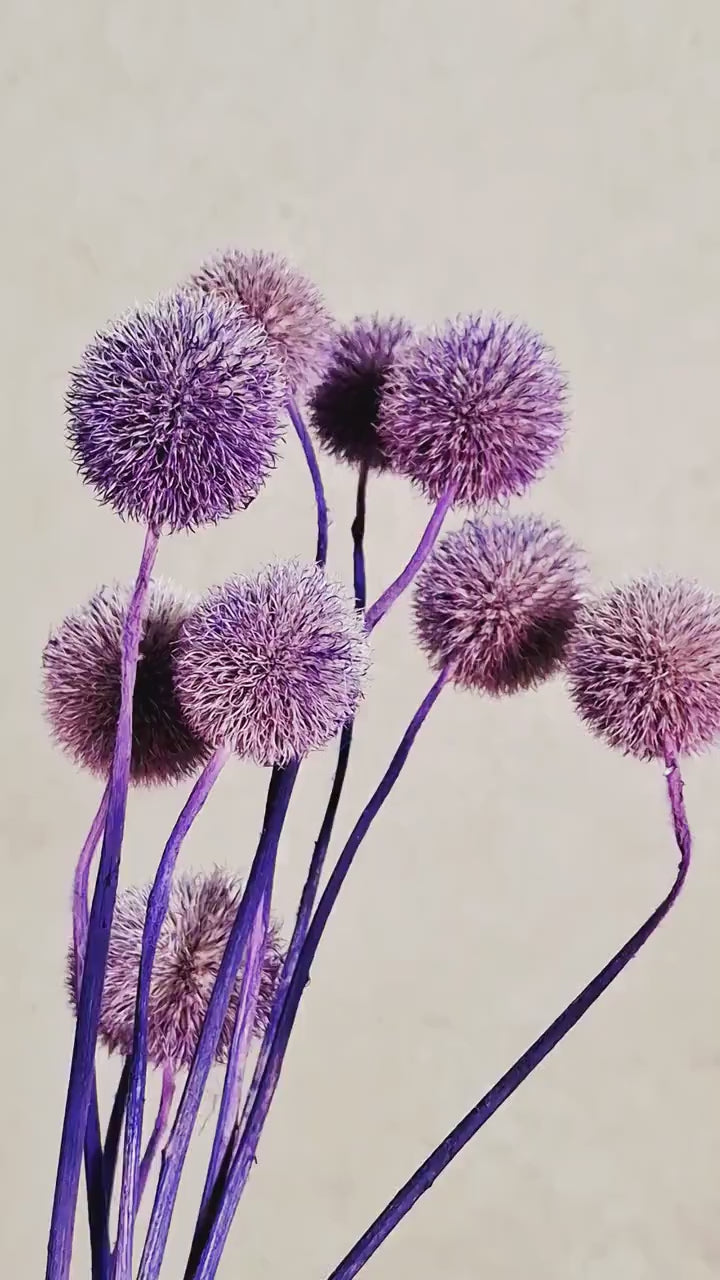 Purple Globe Thistle Stems | Dried Echinops | Purple Dried Flowers | Floral Supply | Craft Material | Short Stems