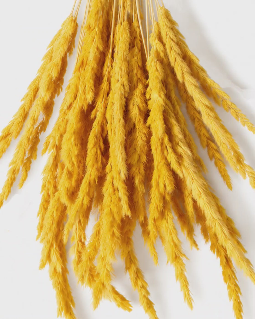 Yellow Calamagrostis Stems