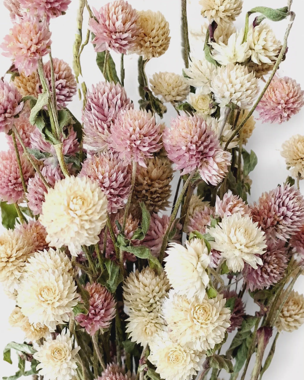 Pink & Ivory Dried Gomphrena Bouquet 35-40cm - 10 Stems Mixed Flowers
