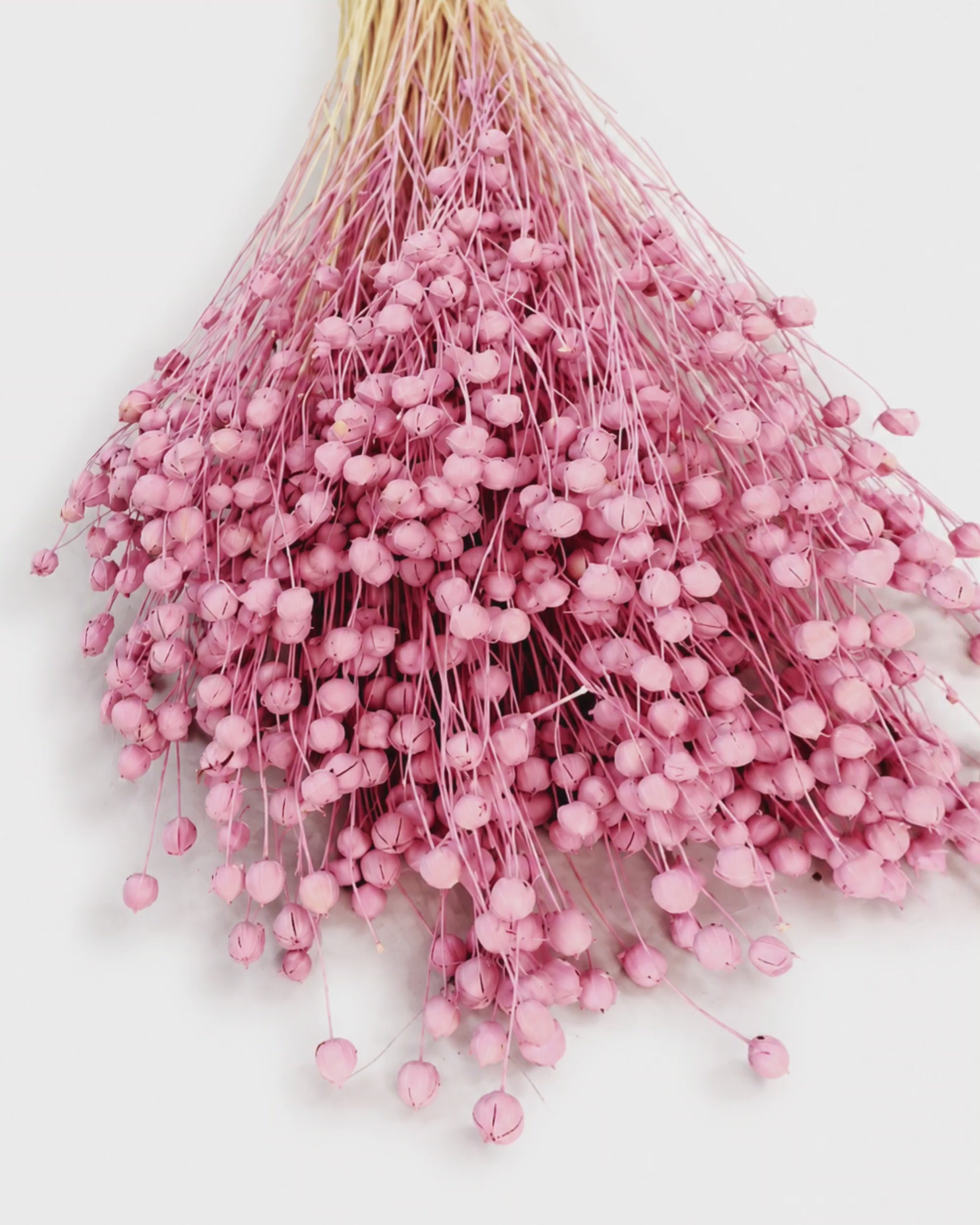 Pink Dyed Flax Stems