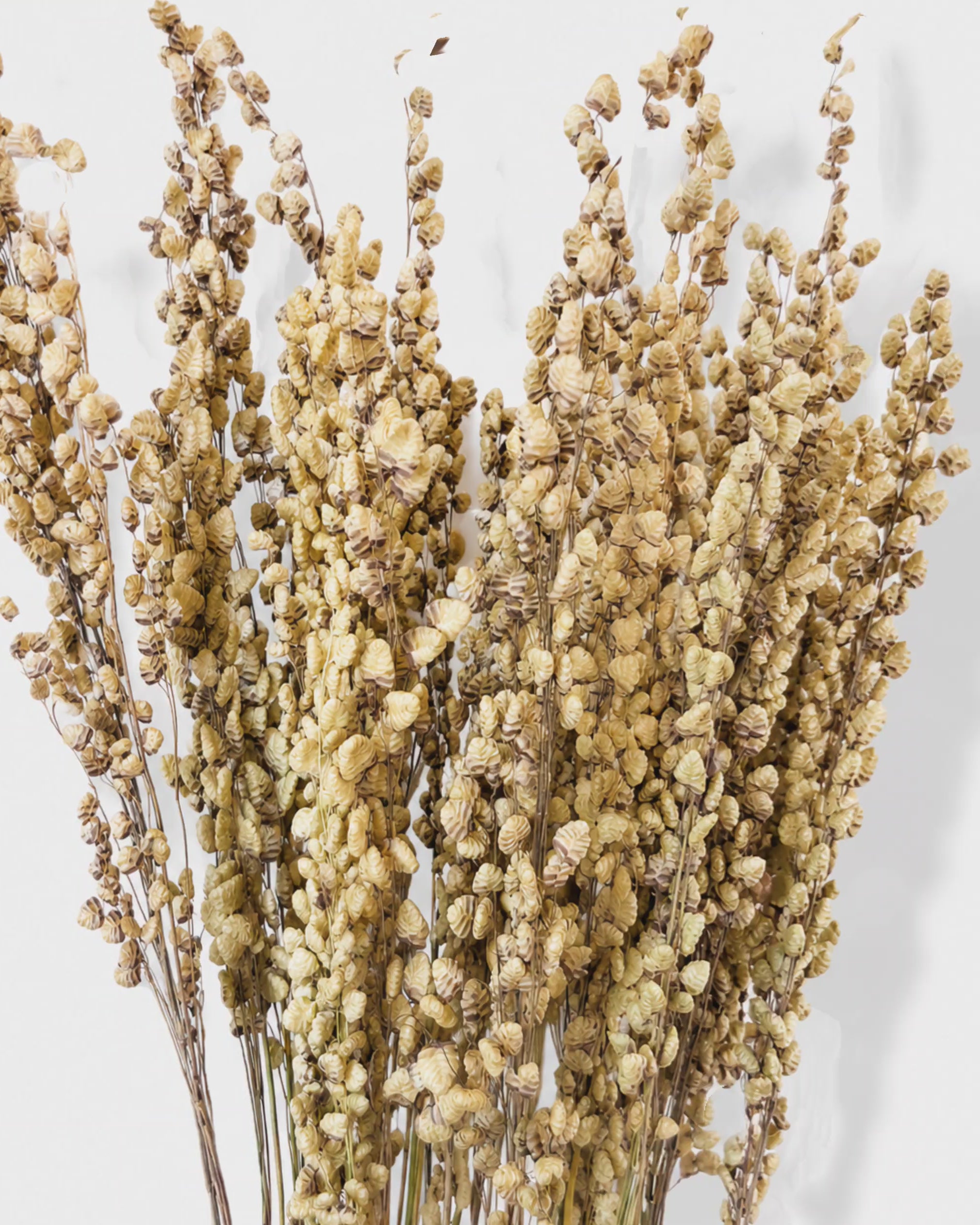 Premium Natural Dried Briza Grass
