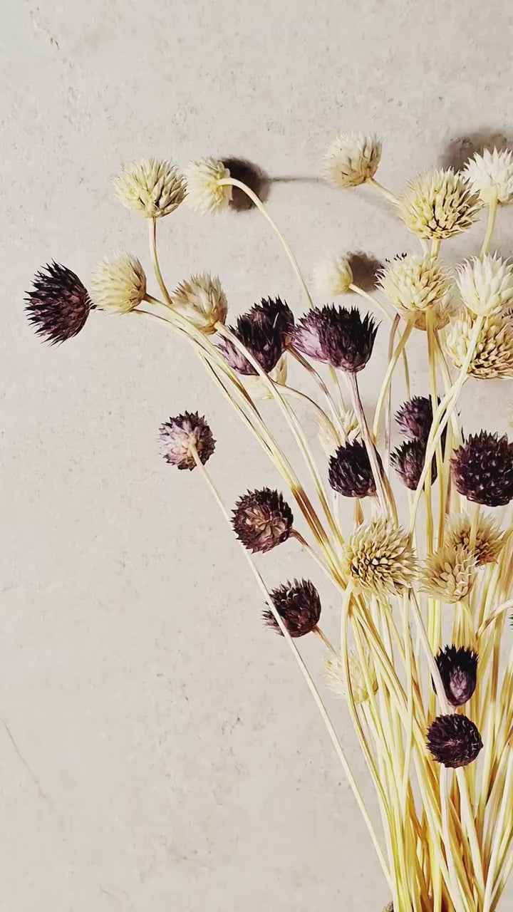 Purple Cream Dried Cephalaria Stems | Natural Two Tone Flowers | Preserved Flowers | Floral Supply