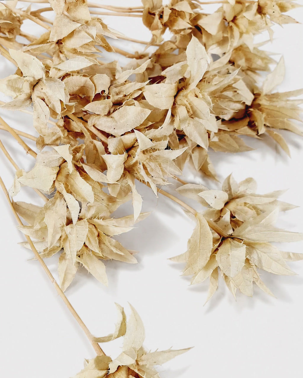 Stabilized Saffron Stems