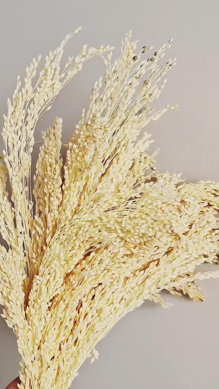 Natural Bleached Dried Stems 40–45 cm | Cream Dried Grass | Dried Flowers Bundle | DIY Craft Material