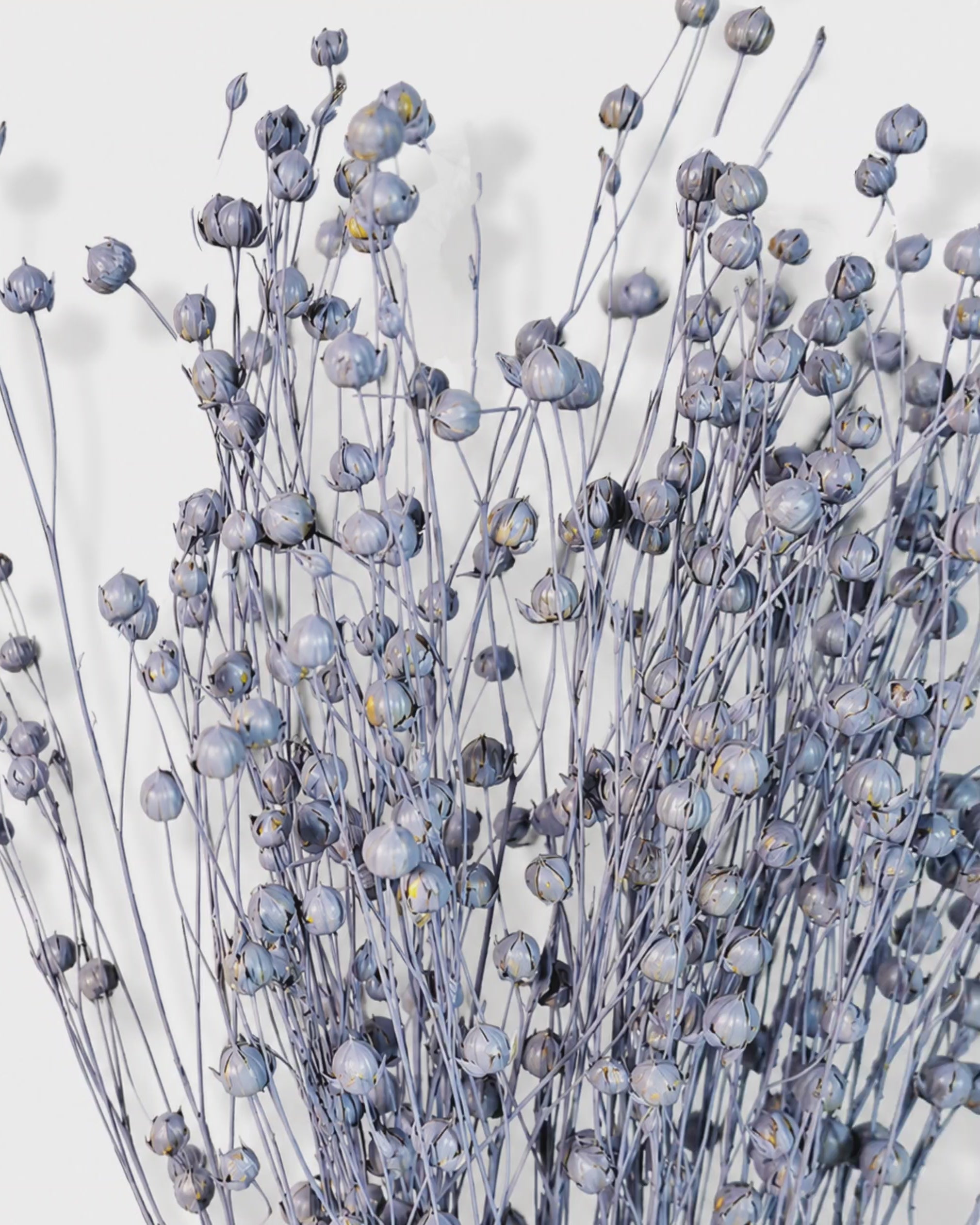 Dusty Blue Flax Stems