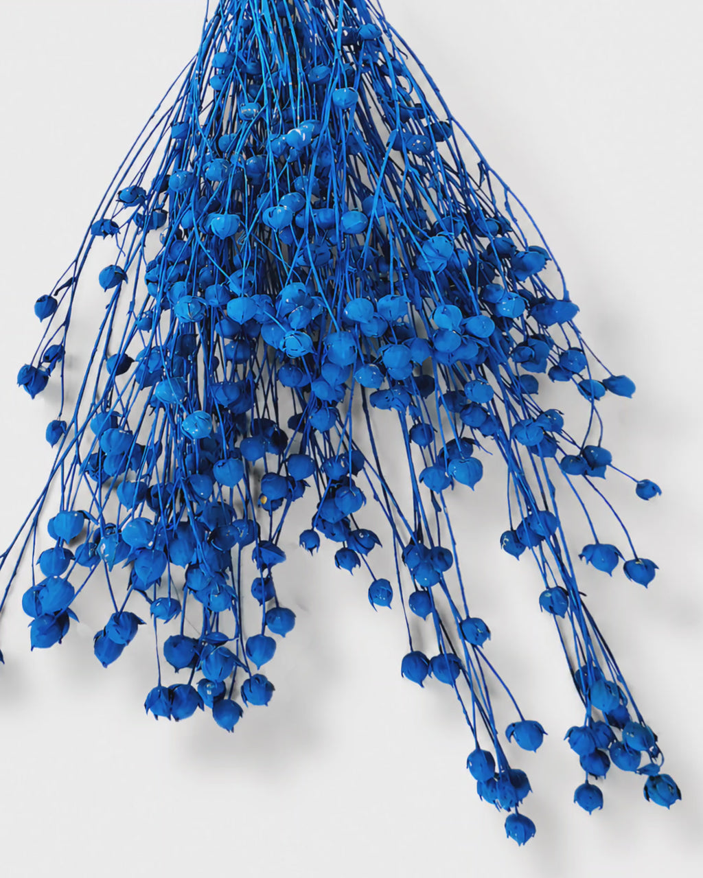 Electric Blue Flax Stems