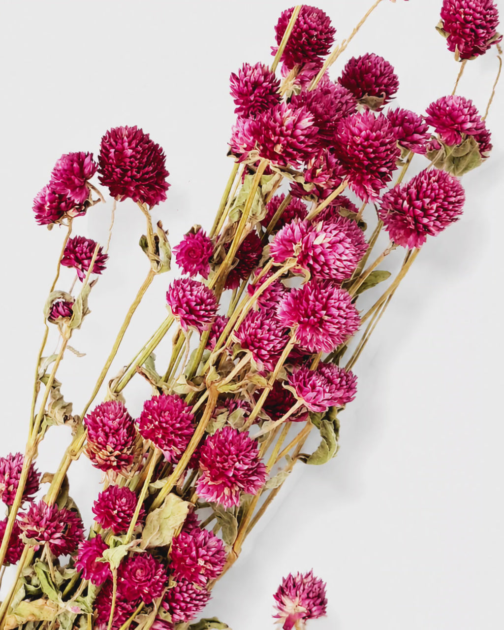 Bright Pink Gomphrena Bouquet