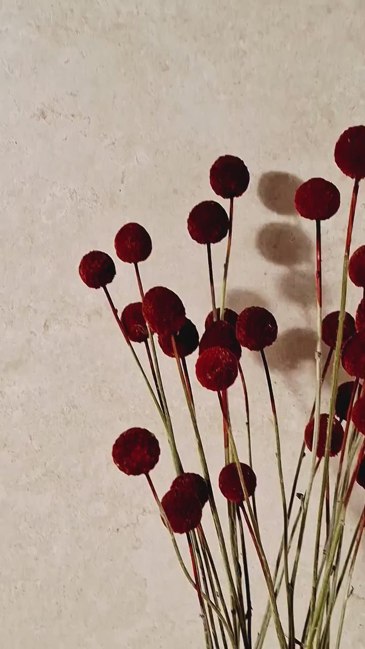 Dried Craspedia Stems Dark Red Billy Buttons | Dyed Dried Flowers | Floristry Supply | DIY Craft Flowers | 15 Stems