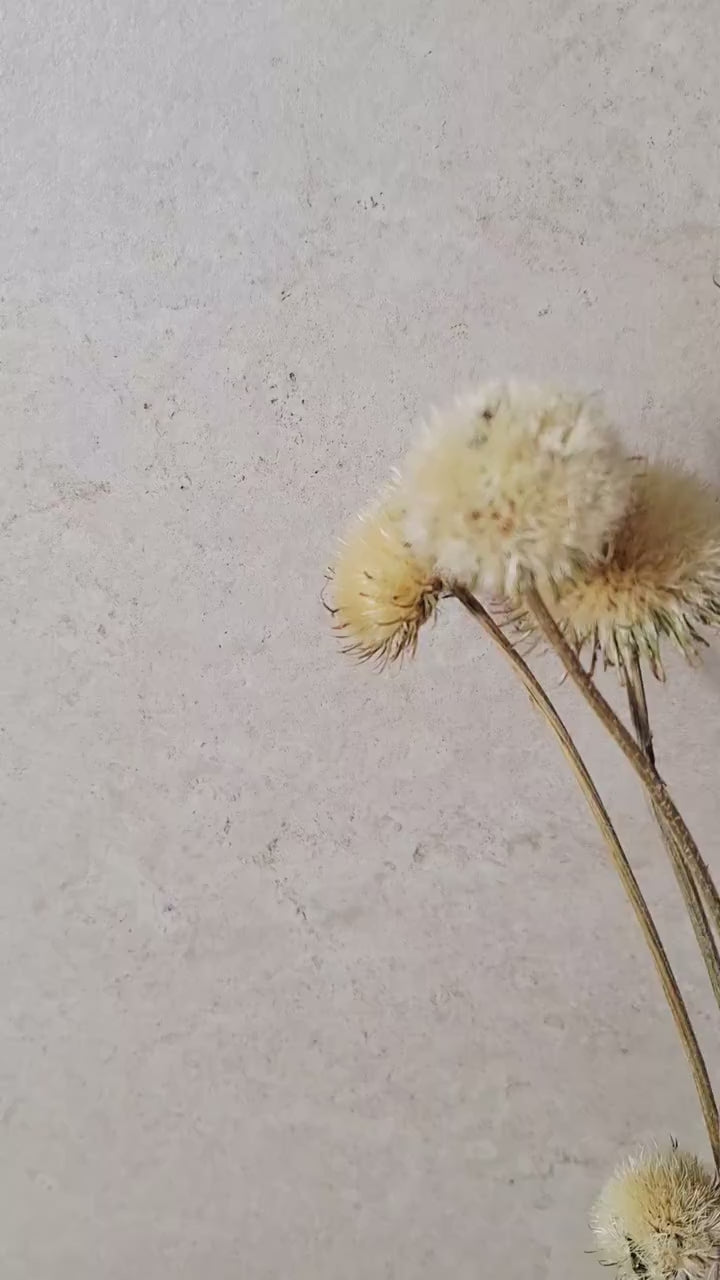 Natural Dried Thistle Stems 60 cm | Beige Dried Flowers | Floral Supply | Botanical Stems