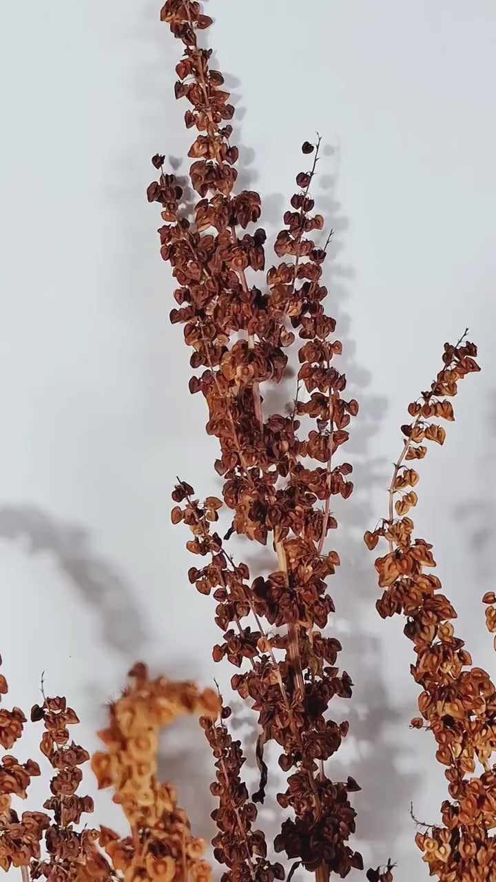 Brick Brown Dried Flower Stems | Wild Dock Stems | Florist Stems | Botanical Stems | Dried Floral Supply