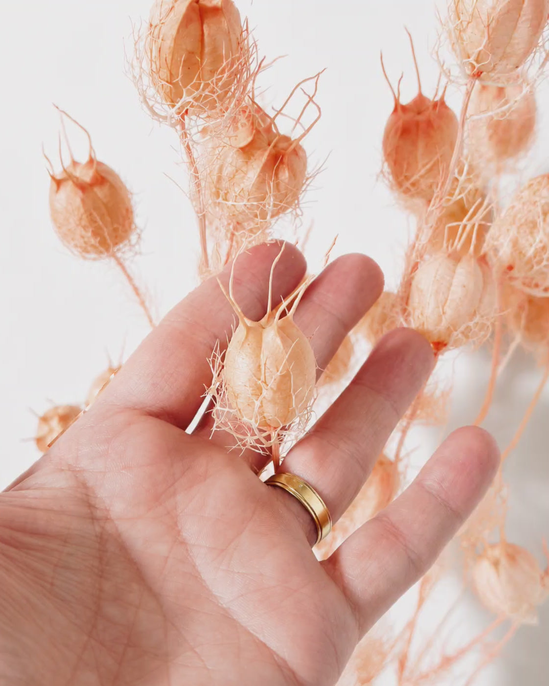 Blush Pink Nigella Pods