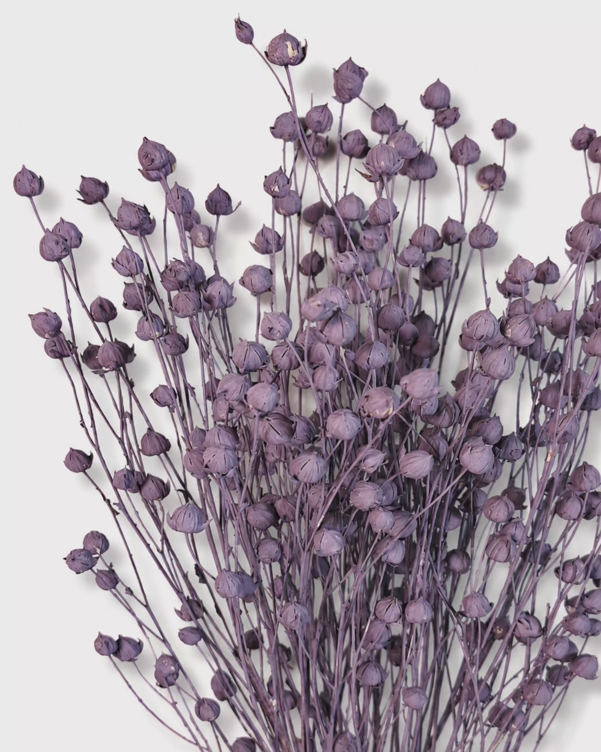 Purple Flax Stems