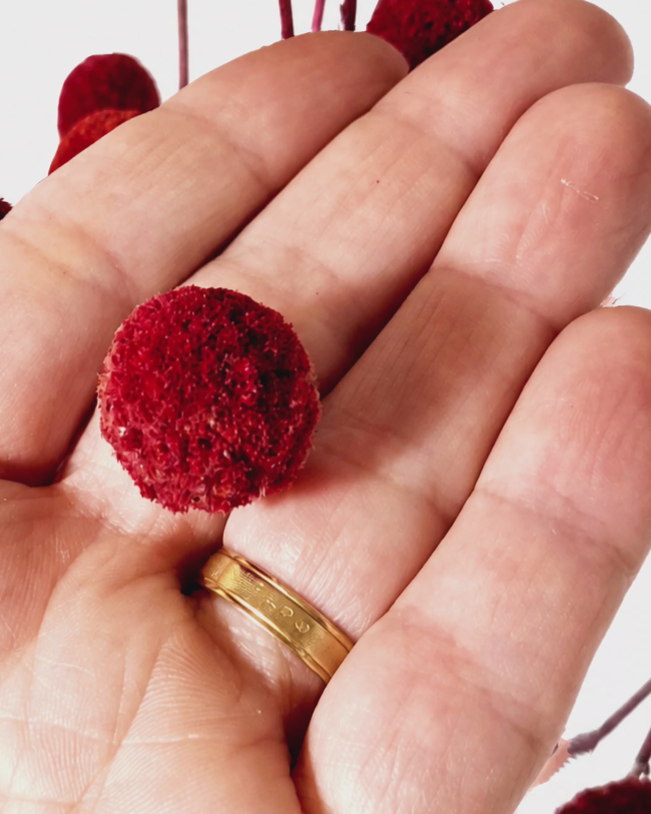 Red Craspedia Stems