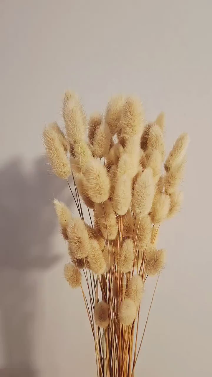 Beige Bunny Tail Grass | Lagurus Stems | Dried Flower Stems | Floral Craft Supply | DIY Flowers