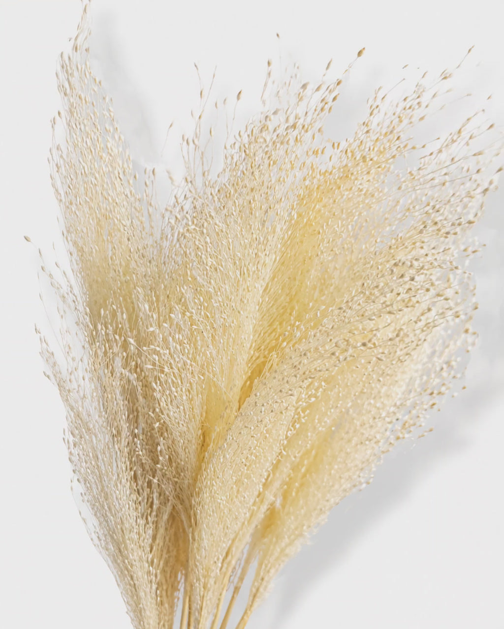 Bleached Panicum Stems