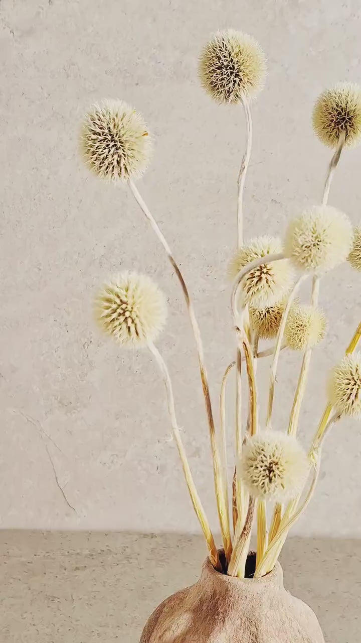 Dried Allium Stems Natural Beige | Neutral Floral Material | Florist Supply | DIY Craft Flowers