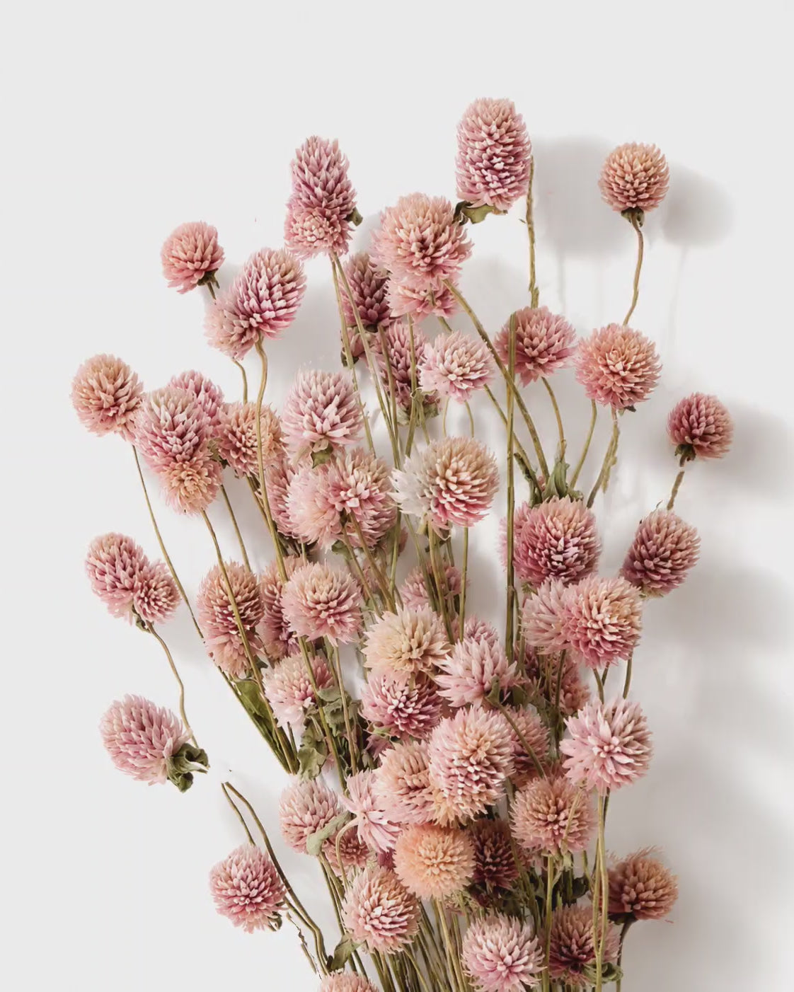 Blush Pink Gomphrena Stems