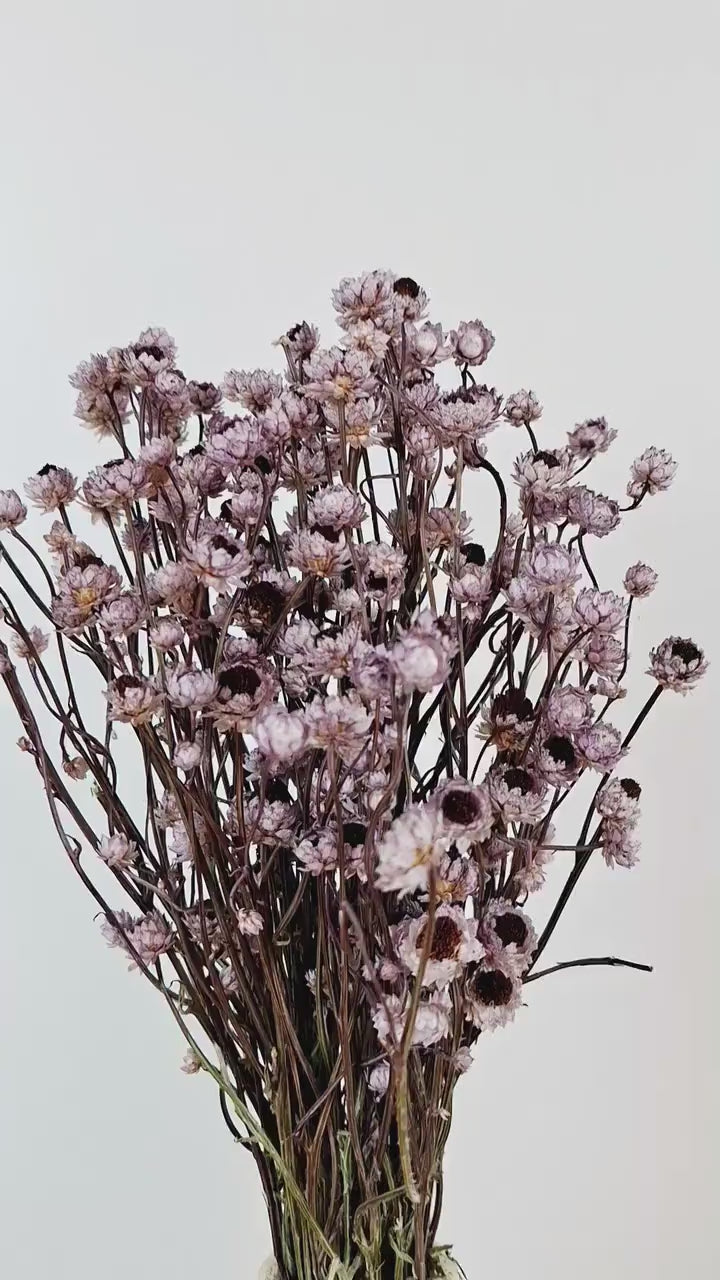Preserved Lavender Ammobium | Stabilized Floral Stems | Botanical Floral Supply | Candle Making Flowers