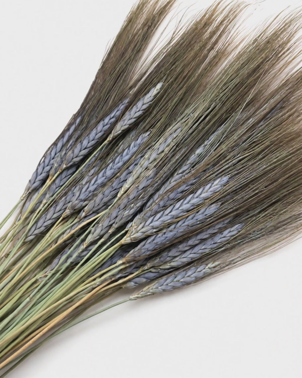 Dried Natural Black Grain Wheat 25 Stems - 50-55cm Bunch