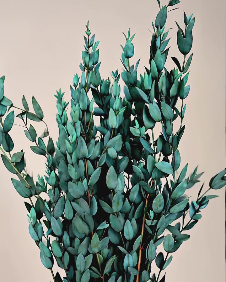 Preserved Greenery Bundle