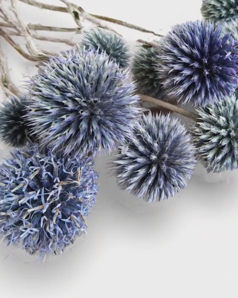 Dried Echinops Stems - Natural Blue Globe Thistle Bunch