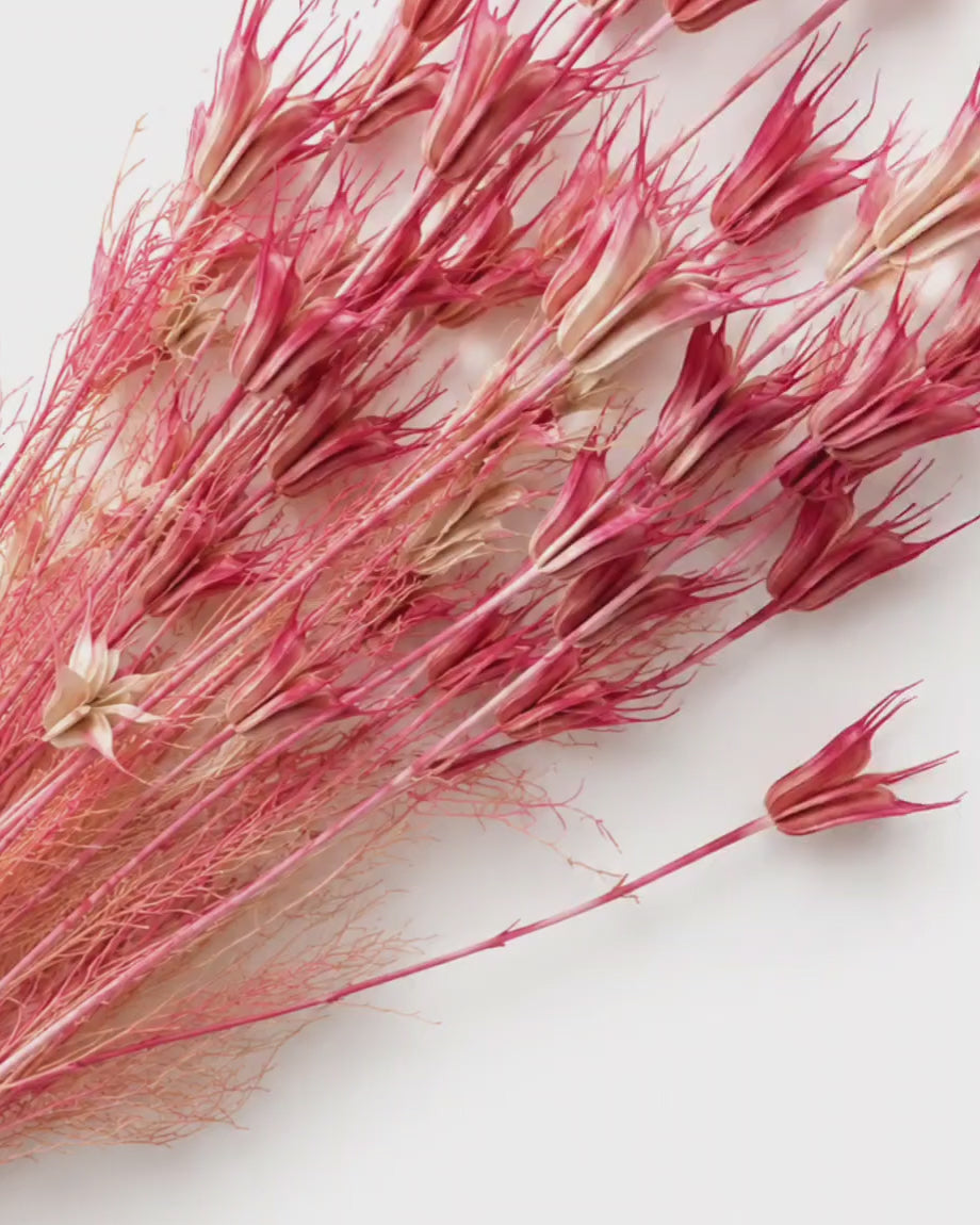 Coral Pink Nigella Stems, Dried Nigella Orientalis Pods Bundle