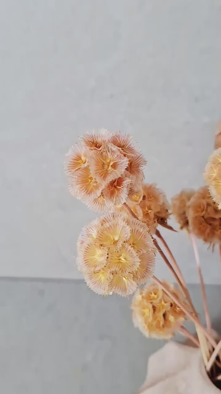 Dried Scabiosa Pods | Natural Peach Beige Stems | Dried Flower Supply | Floral Material | DIY Craft Flowers
